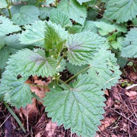 Raw Pecan Nettle Pesto