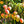 Load image into Gallery viewer, Mango Cheeks - Organic, Dried
