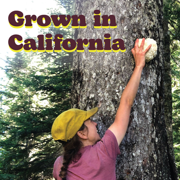 Lion's Mane Mushroom Powder - Organic