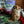 Load and play video in Gallery viewer, Maple Crystals - Organic, USA-Grown