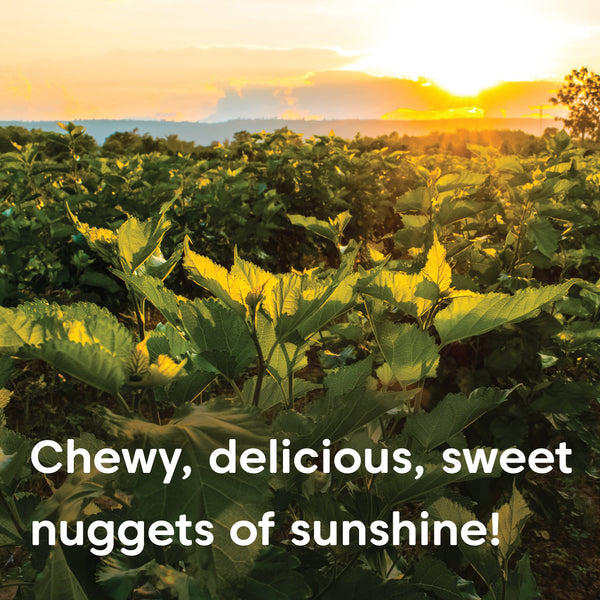 White Mulberries - Organic, Raw