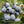 Load image into Gallery viewer, Blueberries - Organic, Oregon-Grown
