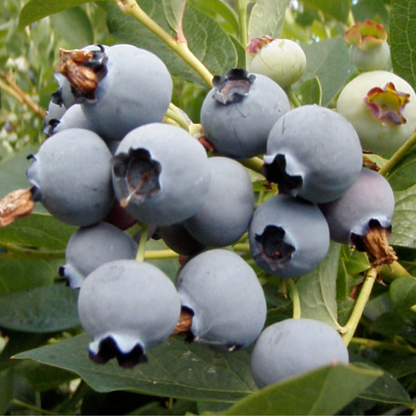 Blueberries - Organic, Oregon-Grown