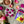 Load image into Gallery viewer, Dragon Fruit Powder - Freeze-Dried