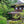 Load image into Gallery viewer, Ceremonial Matcha Green Tea Powder - Organic