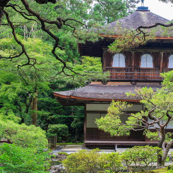 Ceremonial Matcha Green Tea Powder - Organic