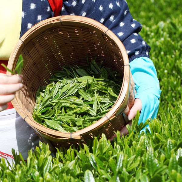 Ceremonial Matcha Green Tea Powder - Organic