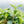 Load image into Gallery viewer, Ceremonial Matcha Green Tea Powder - Organic