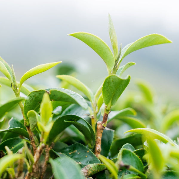 Ceremonial Matcha Green Tea Powder - Organic