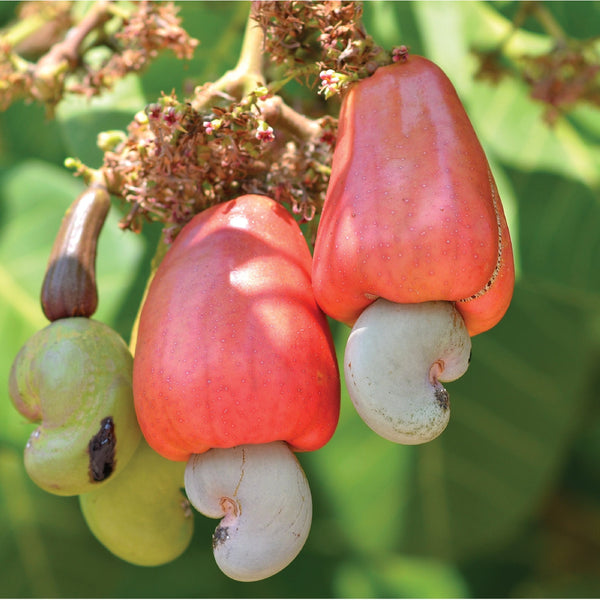 Jumbo Cashews - Organic
