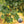 Load image into Gallery viewer, Golden Raisins - Organic, Raw