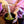 Load image into Gallery viewer, Ceremonial Matcha Green Tea Powder - Organic
