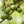 Load image into Gallery viewer, Macadamia Nuts - Whole, Raw