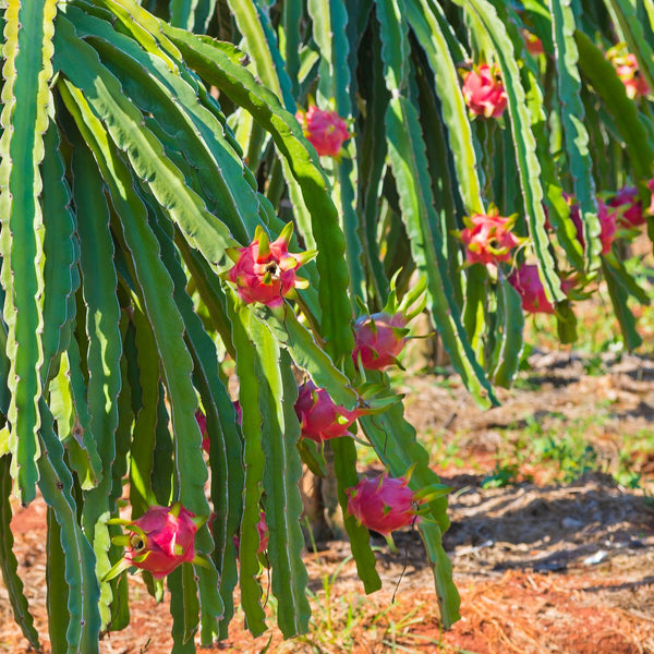 Dragon Fruit Powder - Organic, Freeze-Dried