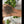 Load and play video in Gallery viewer, Cacao Nibs - Organic, Unsweetened