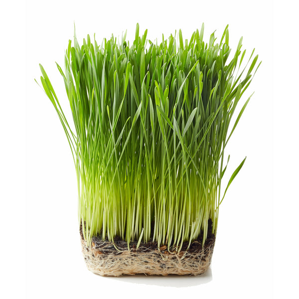 Wheatgrass Shots - Juice Powder - Organic, USA-Grown