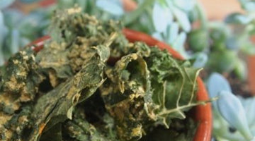 Not-So-Cliche Raw KALE CHIPS