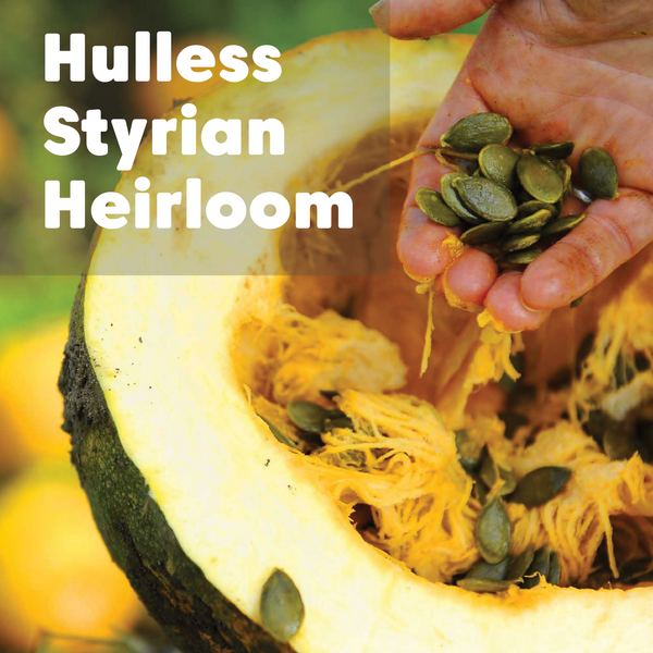 Heirloom Pumpkin Seeds - Organic, Raw, BULK Sizes