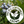 Load image into Gallery viewer, Blueberries - Organic, Pacific Northwest-Grown

