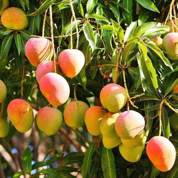 Mango Cheeks - Organic, Dried