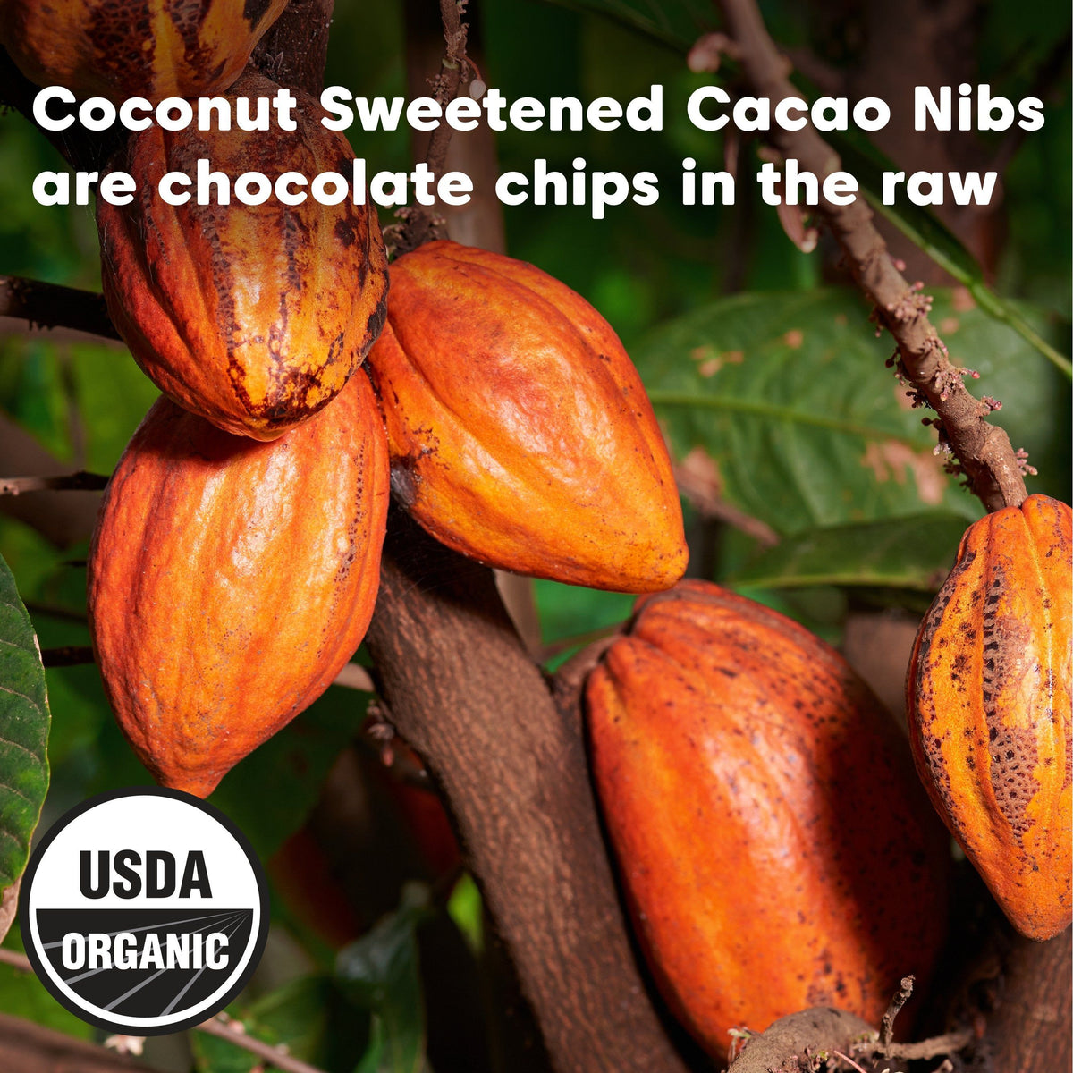 Wilderness Poets Coconut Sweetened Cacao Nibs - Organic